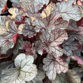 Silverberry Coral Bells