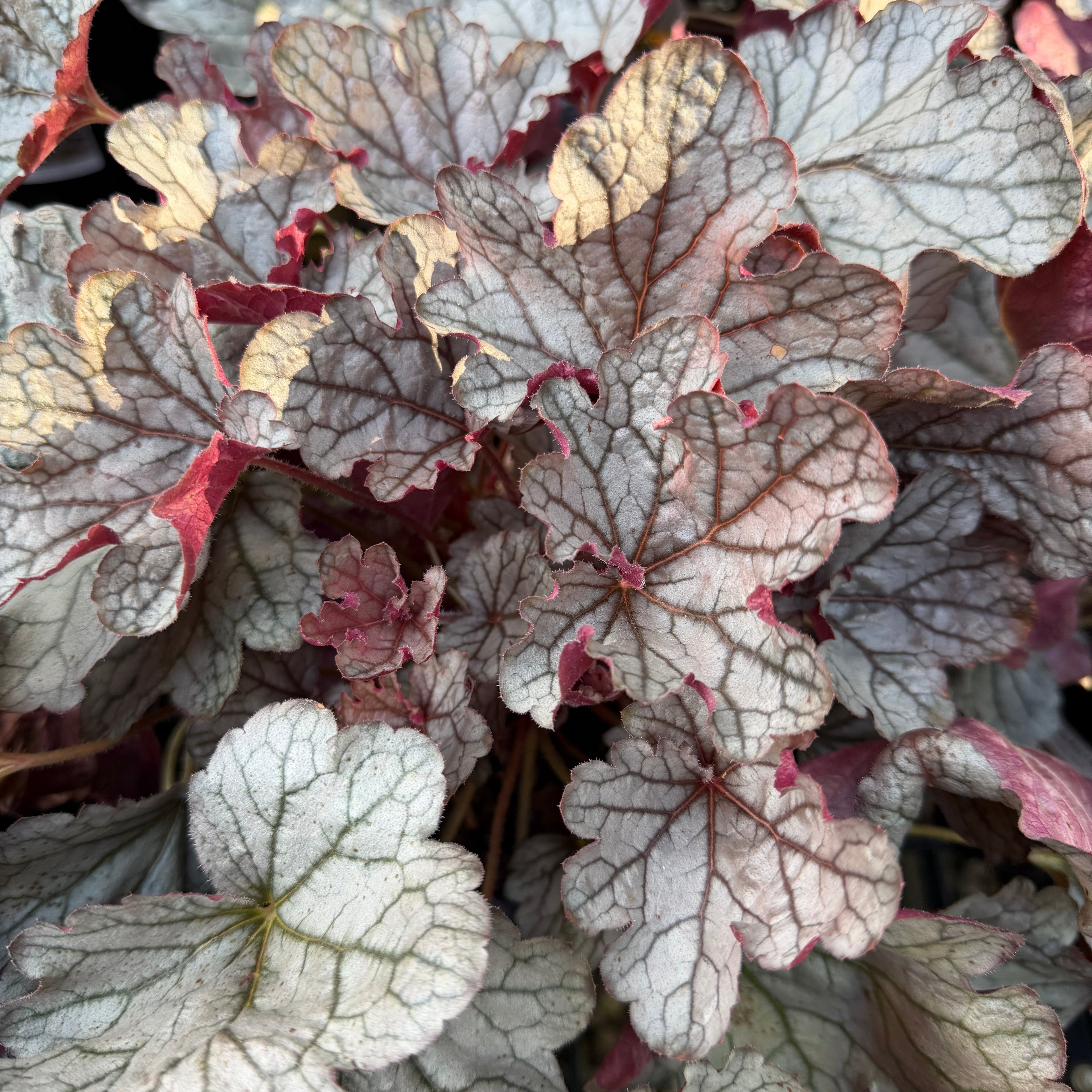 Silverberry Coral Bells