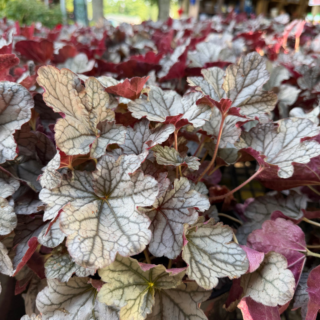 Silverberry Coral Bells
