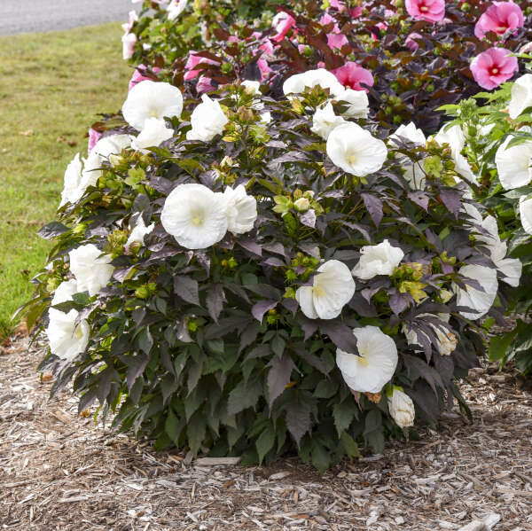 Hibiscus Summerific® 'Cookies and Cream'