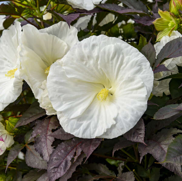 Hibiscus Summerific® 'Cookies and Cream'