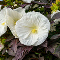 Hibiscus Island Paradise Collection