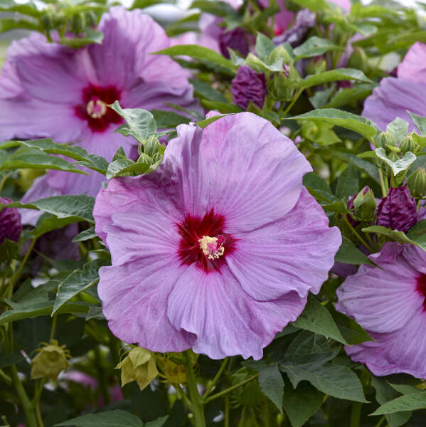 Hibiscus Summerific® 'Lilac Crush'