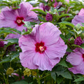 Hibiscus Summerific® 'Lilac Crush'