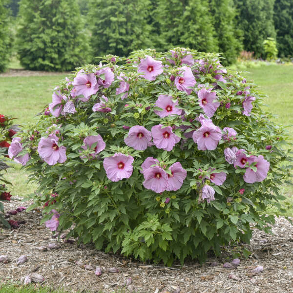 Hibiscus Summerific® 'Lilac Crush'