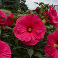 Hibiscus 'Summer in Paradise'