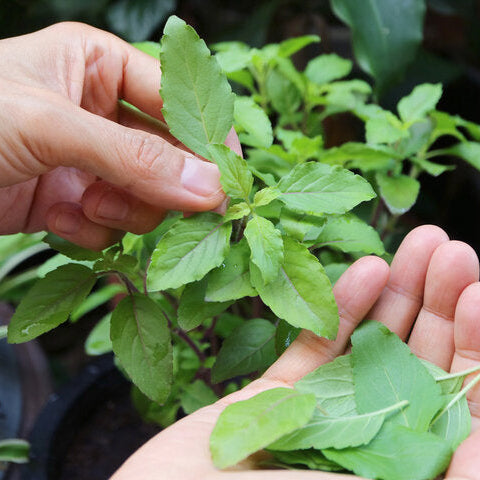 Holy Basil ~ Trio of 3 Hefty Plants for Preorder