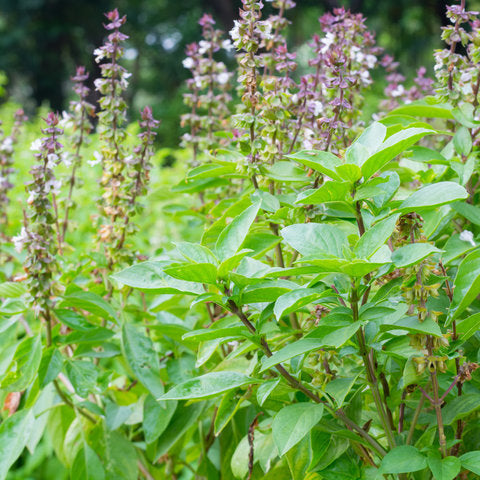 Holy Basil ~ Trio of 3 Hefty Plants for Preorder