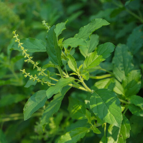 Holy Basil ~ Trio of 3 Hefty Plants for Preorder
