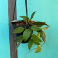 Hoya caudata