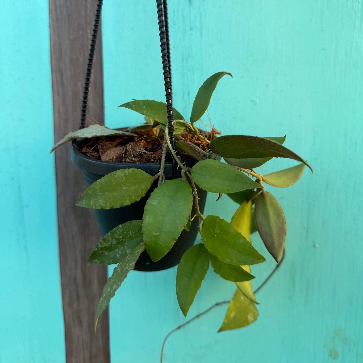 Hoya caudata