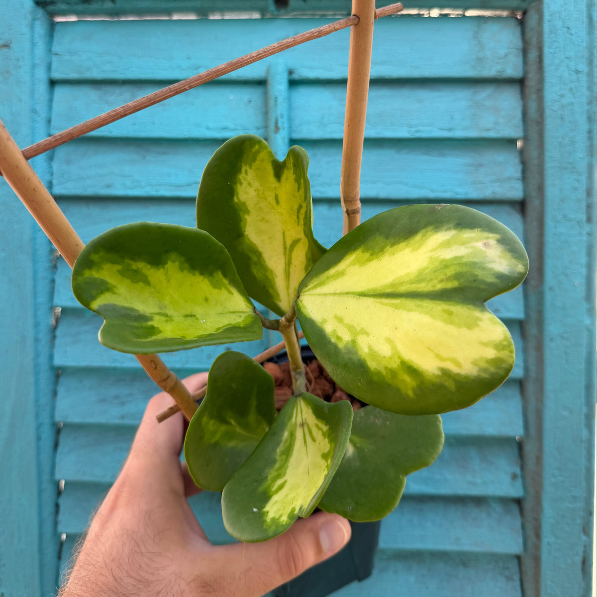 Hoya kerrii | Inner Variegated with Trellis