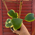 Hoya kerrii | Outer Variegated with Trellis