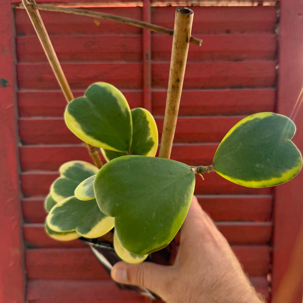 Hoya kerrii | Outer Variegated with Trellis