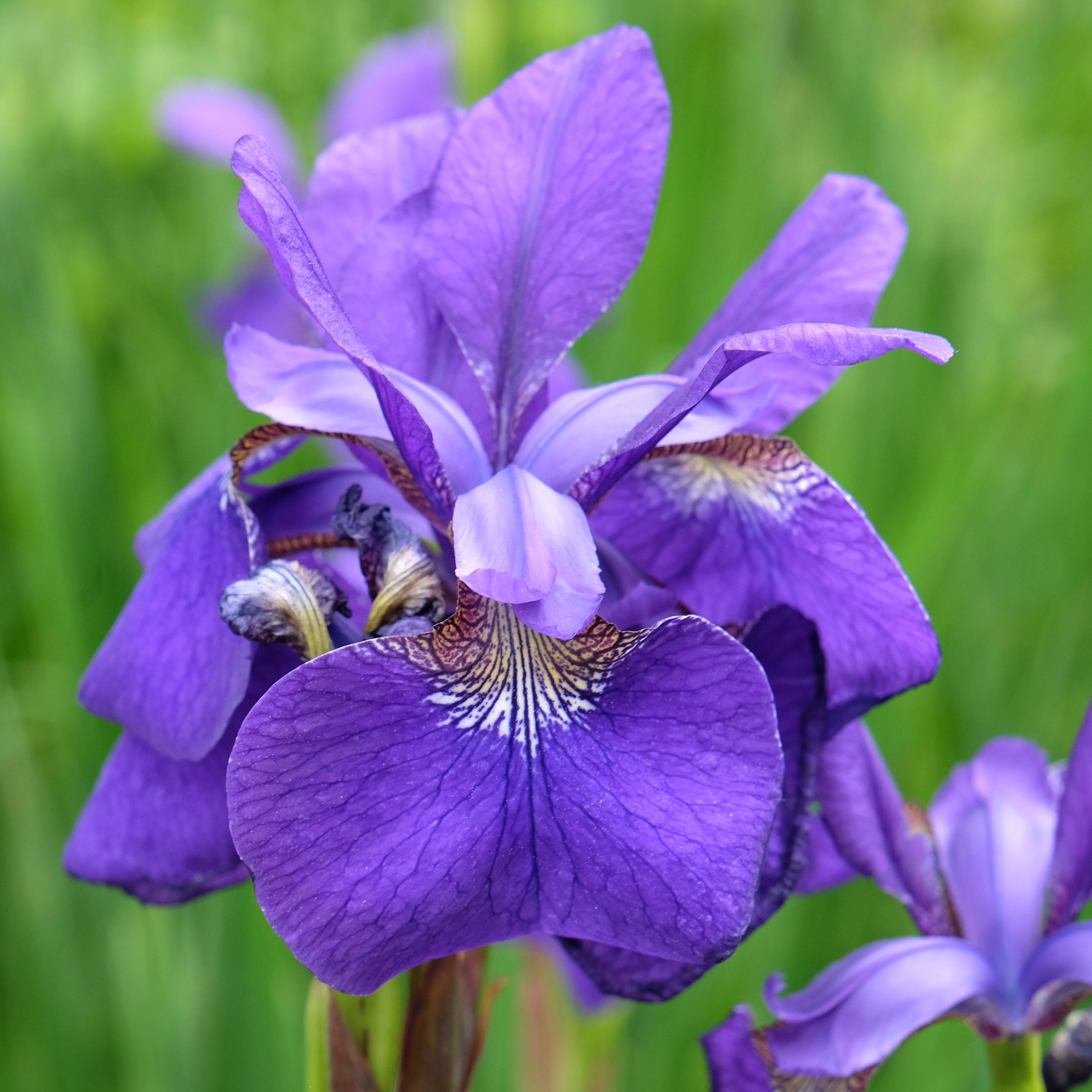 Siberian Iris 'Caesar's Brother'