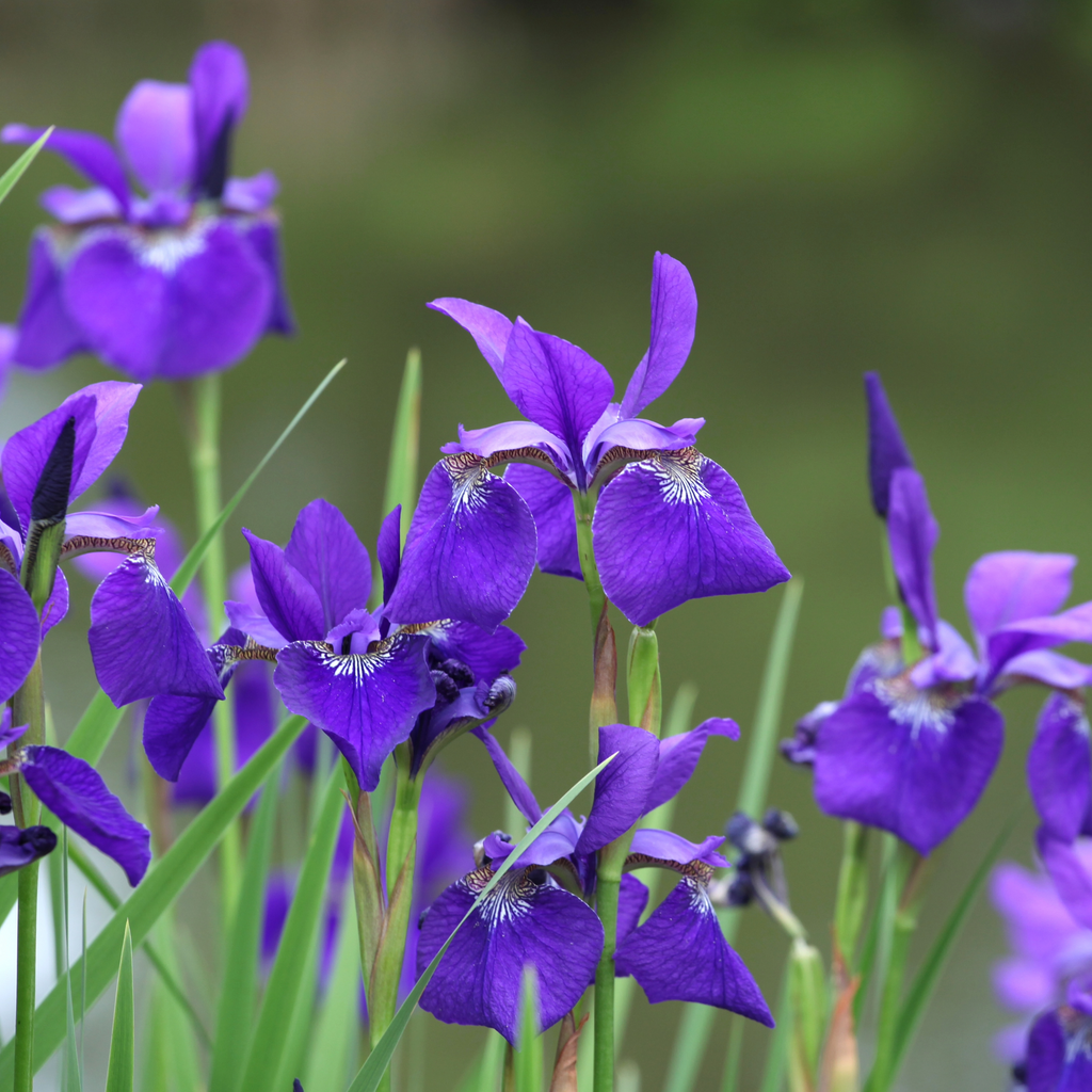 Siberian Iris 'Caesar's Brother'