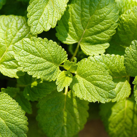 Lemon Balm ~ Trio of 3 Hefty Plants for Preorder