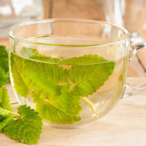 Lemon Balm ~ Trio of 3 Hefty Plants for Preorder