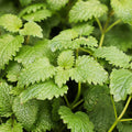 Lemon Balm ~ Trio of 3 Hefty Plants for Preorder