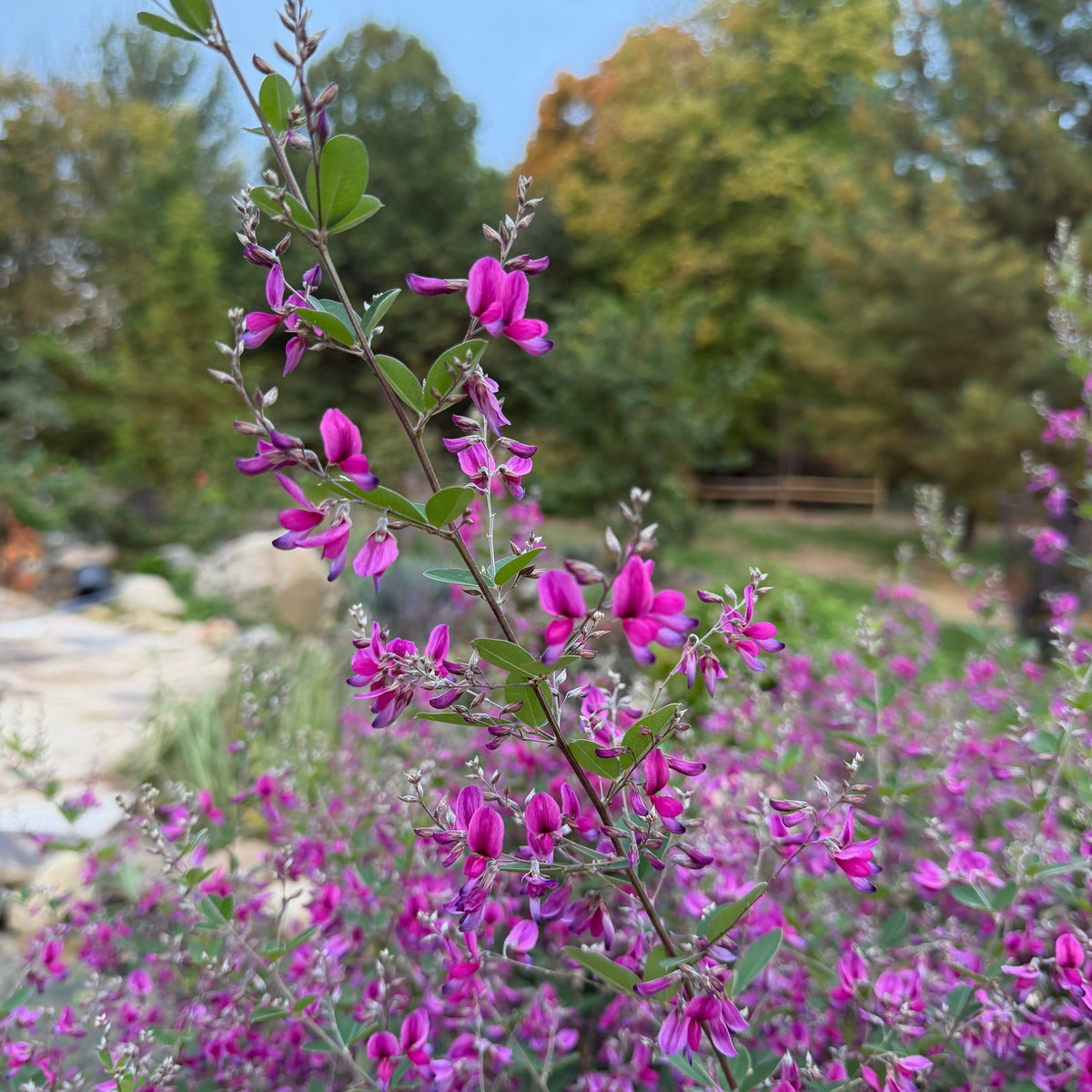 Little Volcano Bush Clover