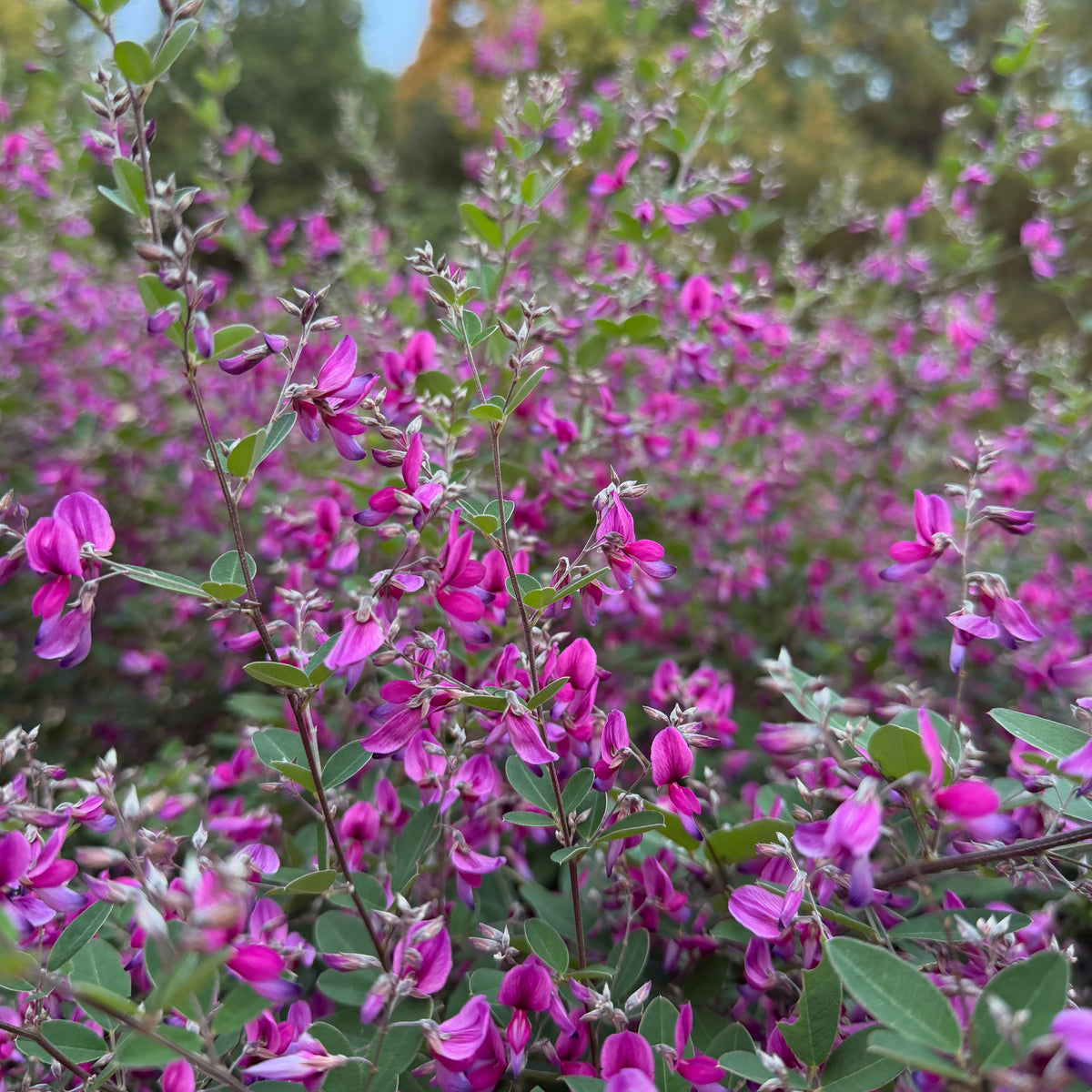Little Volcano Bush Clover