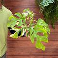 Variegated Mini Monstera