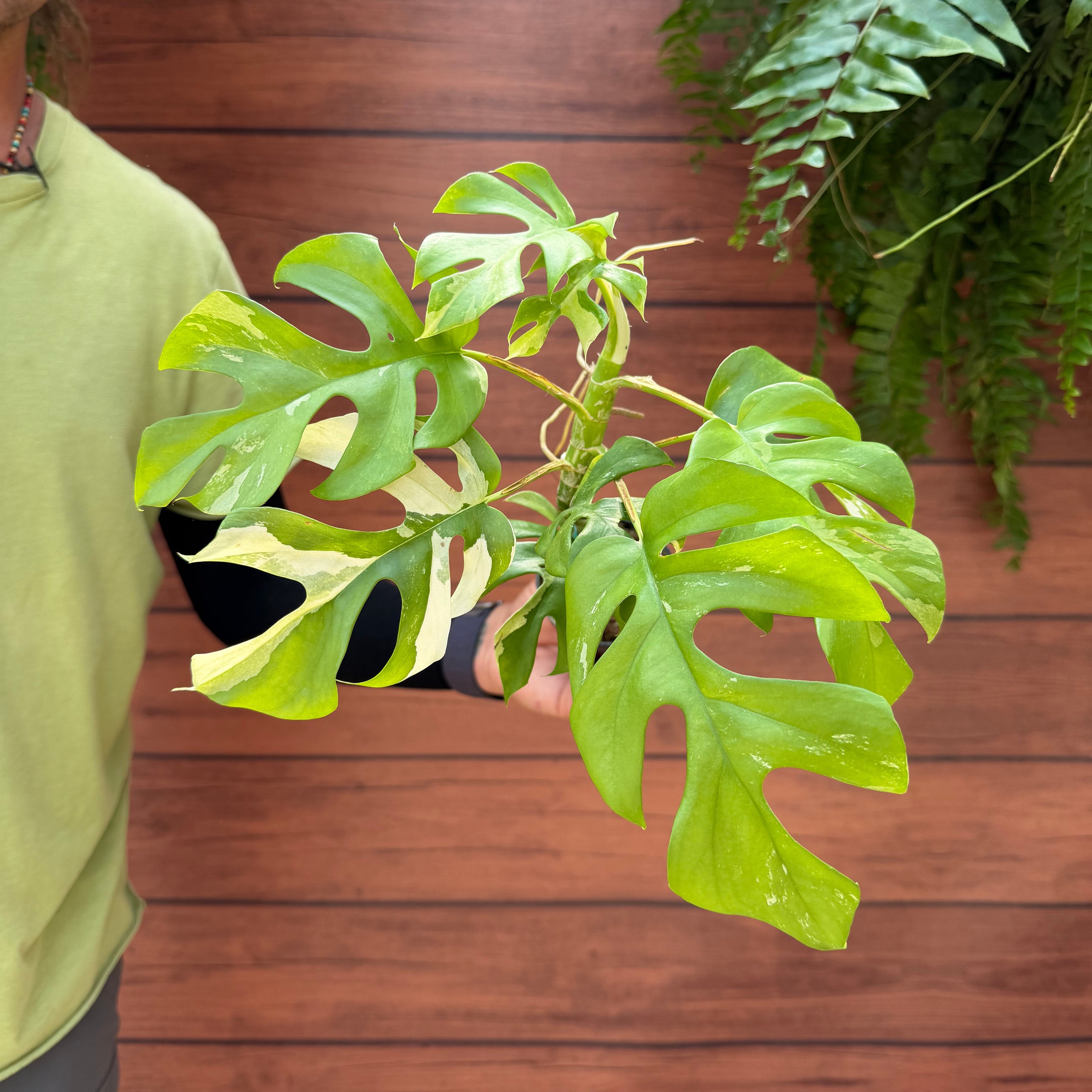 Variegated Mini Monstera
