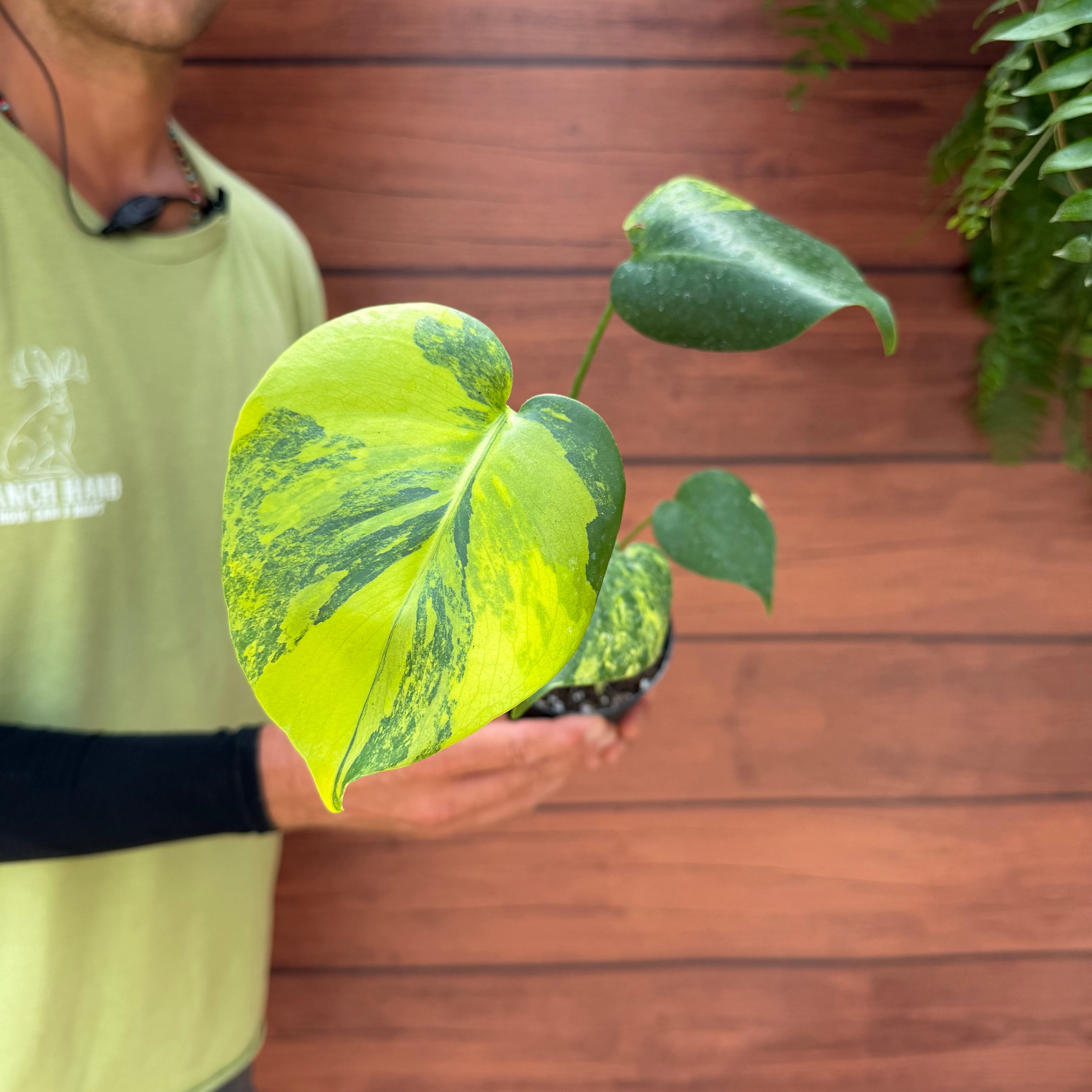 Monstera deliciosa 'Yellow Marilyn'