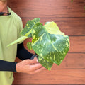 Monstera deliciosa 'Electrolyte'