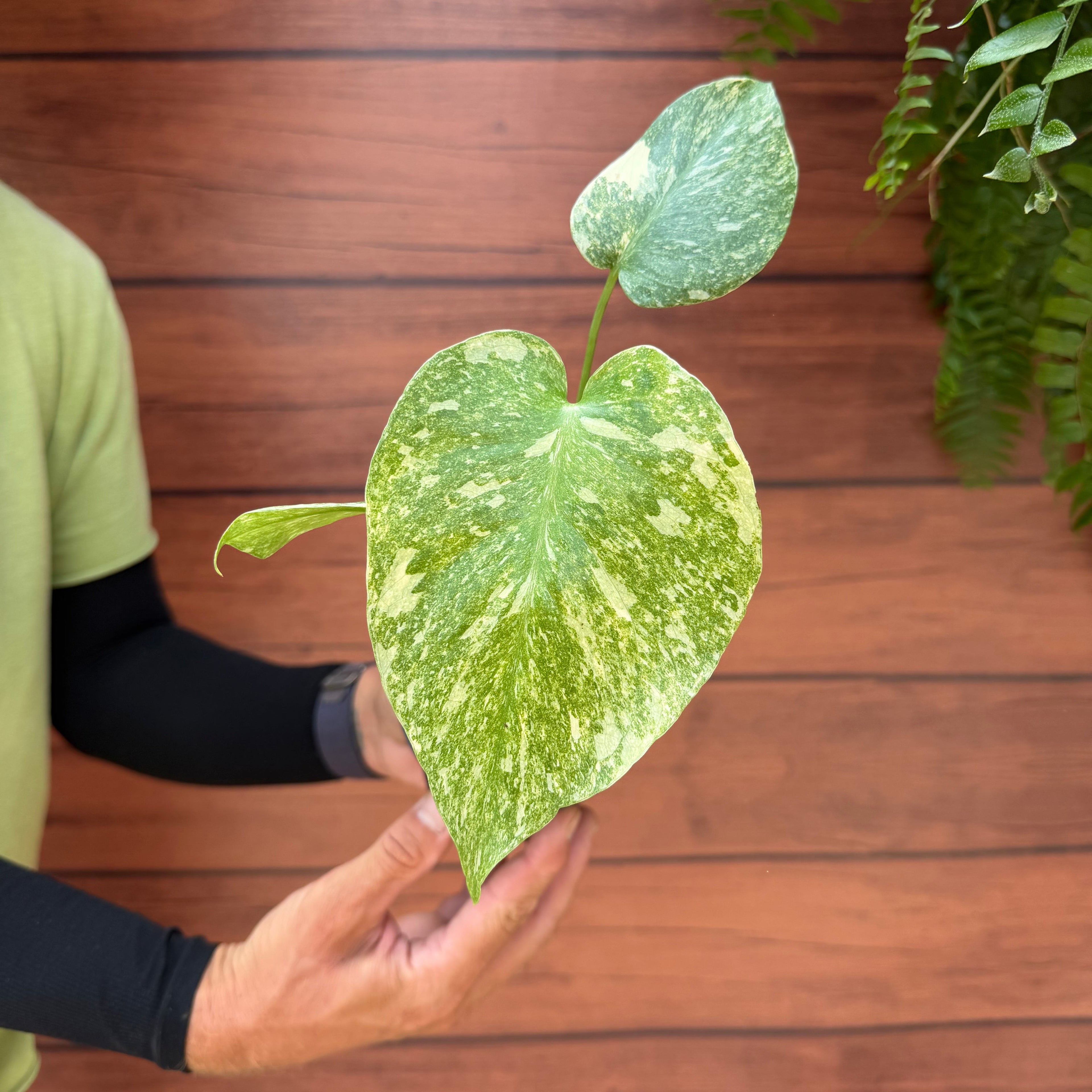 Monstera deliciosa 'Green Snow'