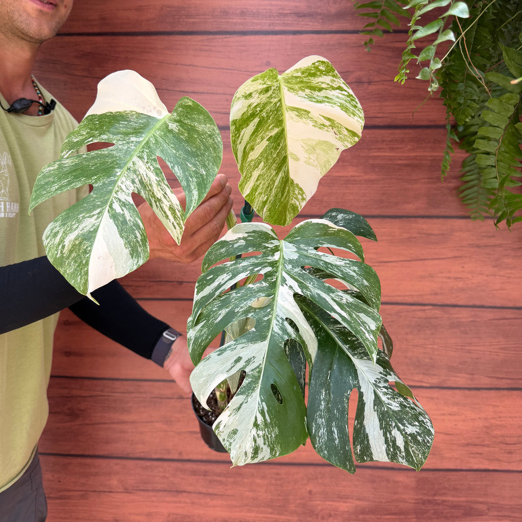 Monstera deliciosa 'Albo'