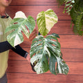 Monstera deliciosa 'Albo'