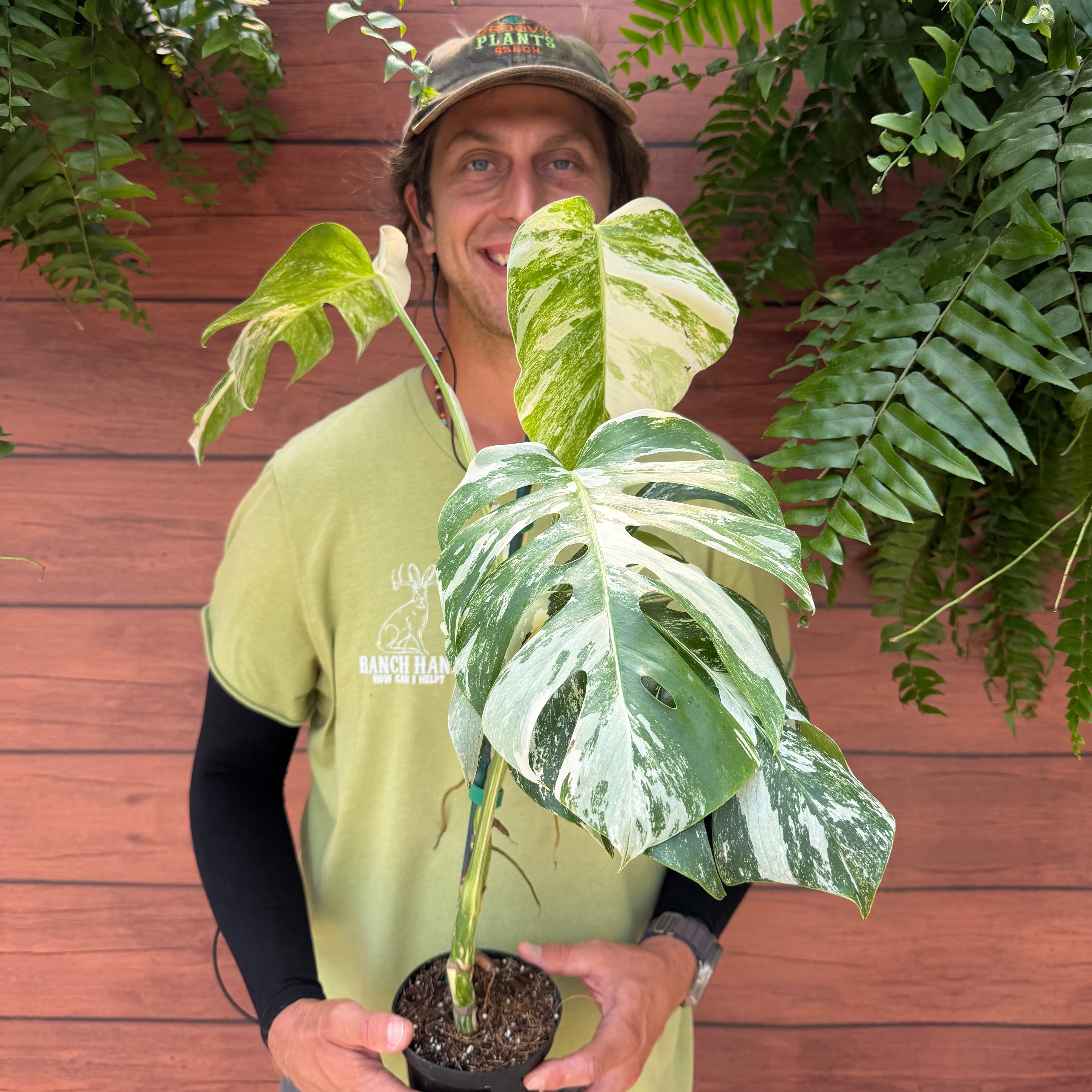 Monstera deliciosa 'Albo'