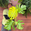 Monstera deliciosa 'Lemon Lime'