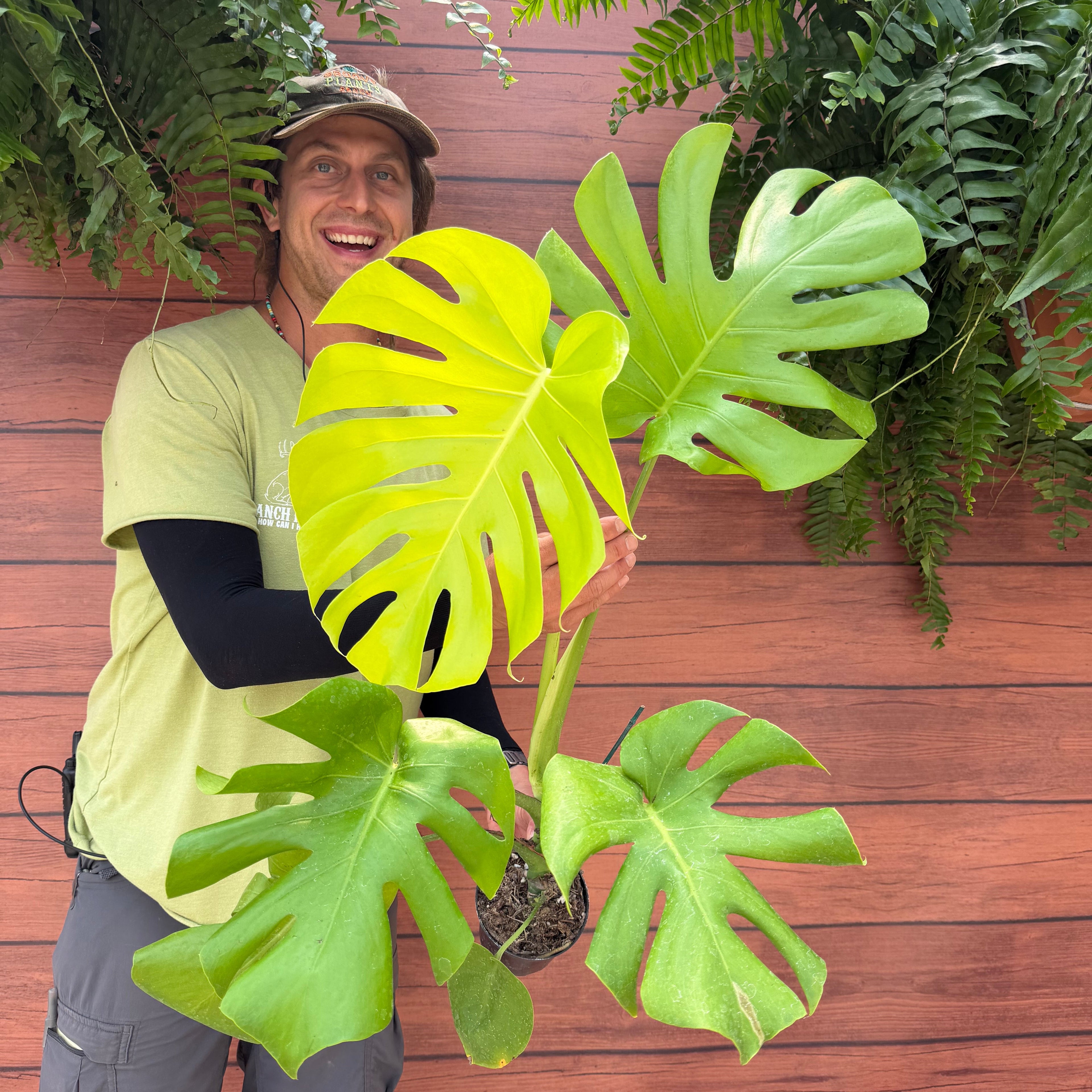 Monstera deliciosa 'Lemon Lime'