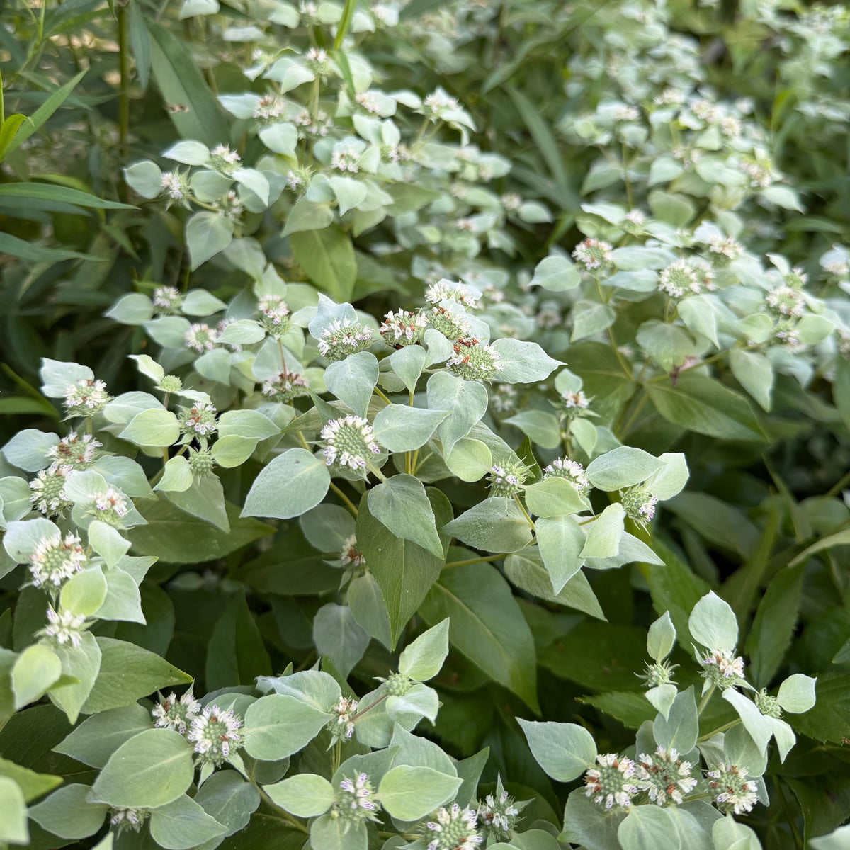 Titan Pollinator ~ Pre-Planned Native Garden of 7 Plants