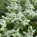 Mountain Mint