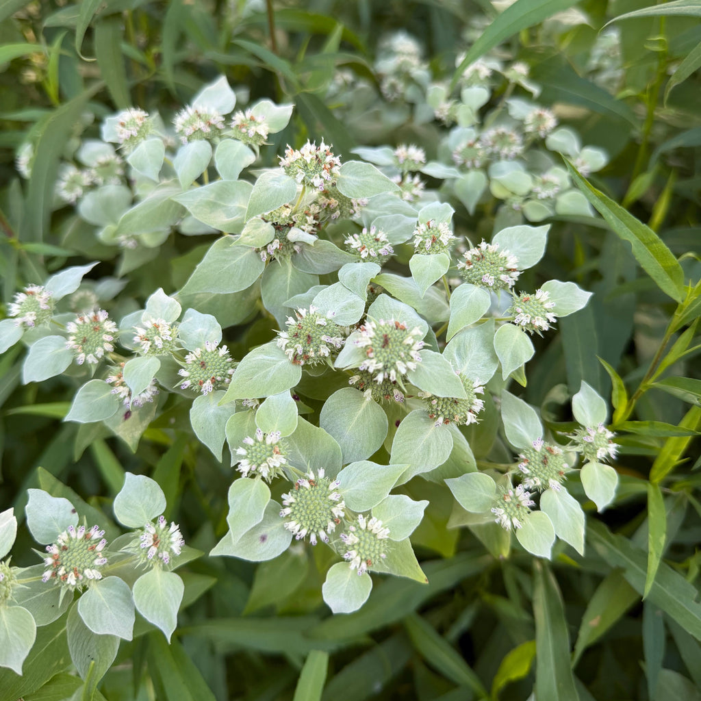 Mountain Mint