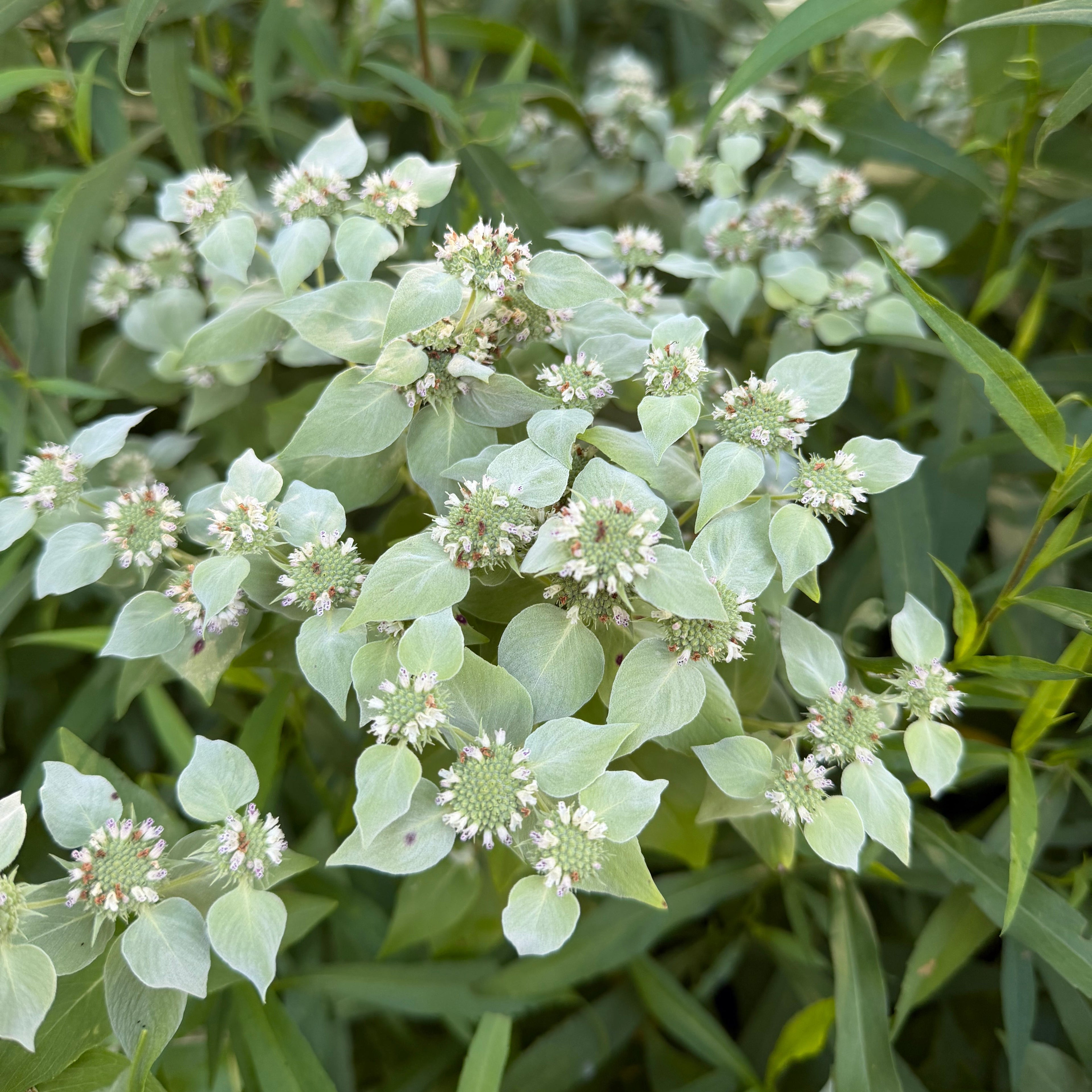 Mountain Mint w/ Unicorn Doo