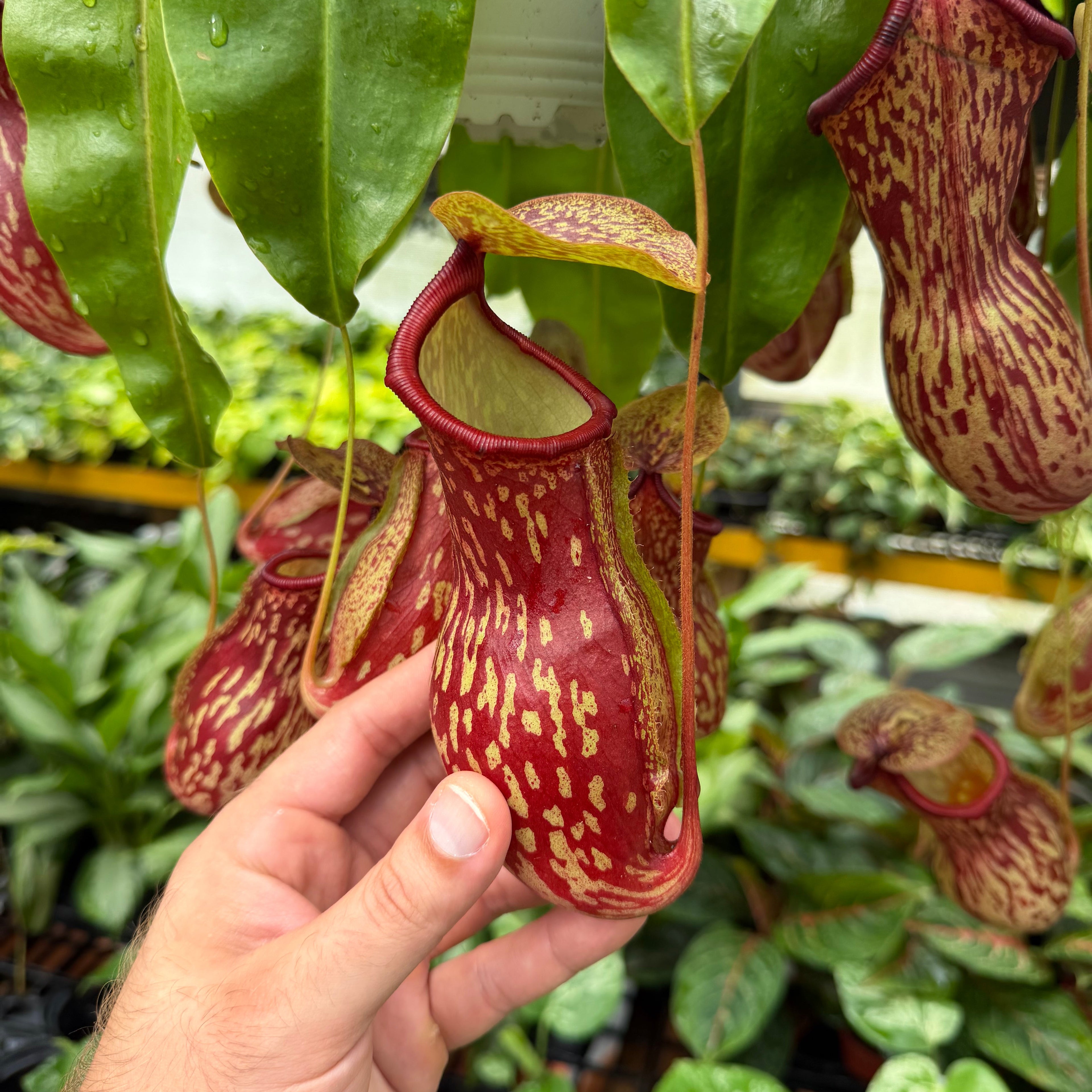 Nepenthes 'Gaya' Pitcher Plant
