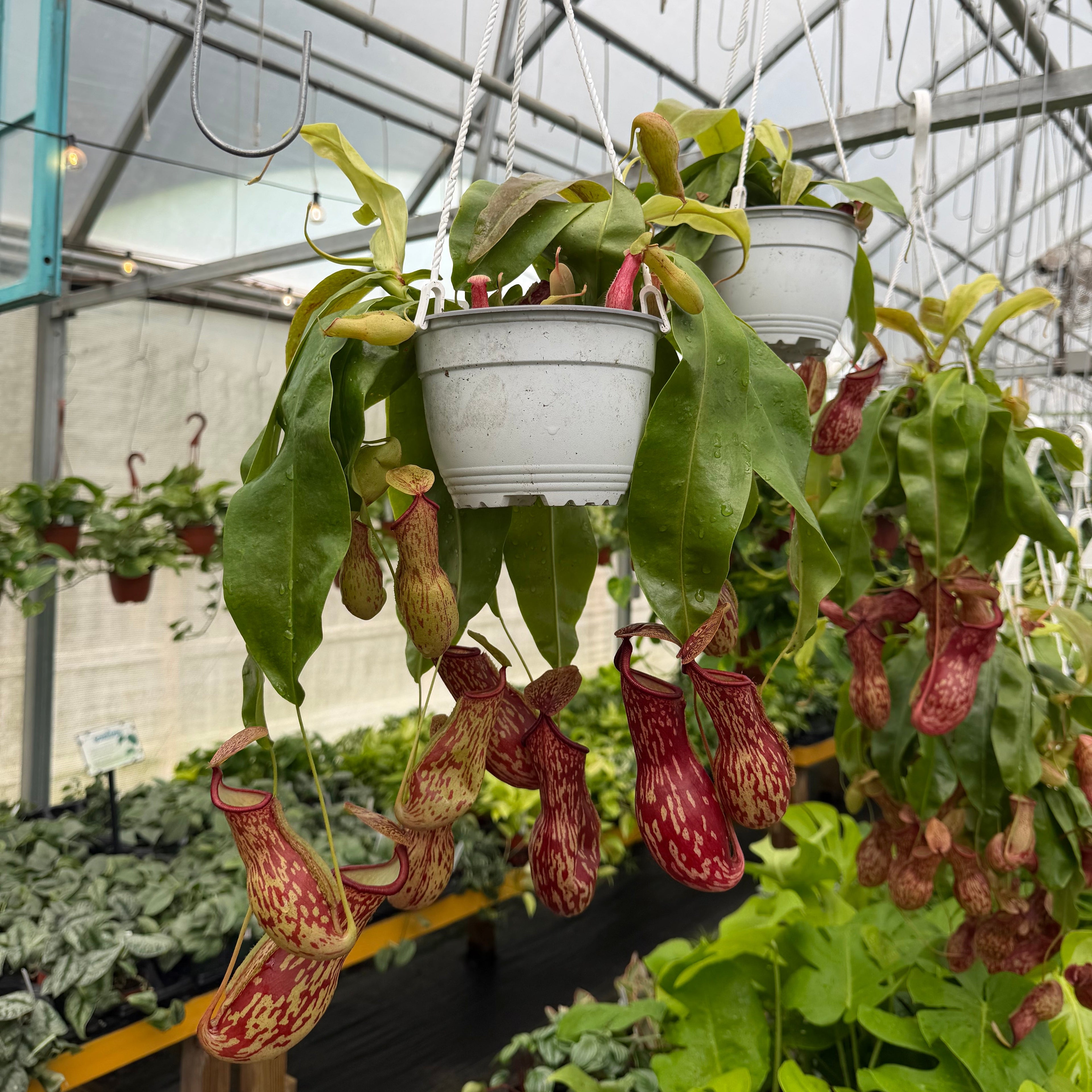 Nepenthes 'Gaya' Pitcher Plant