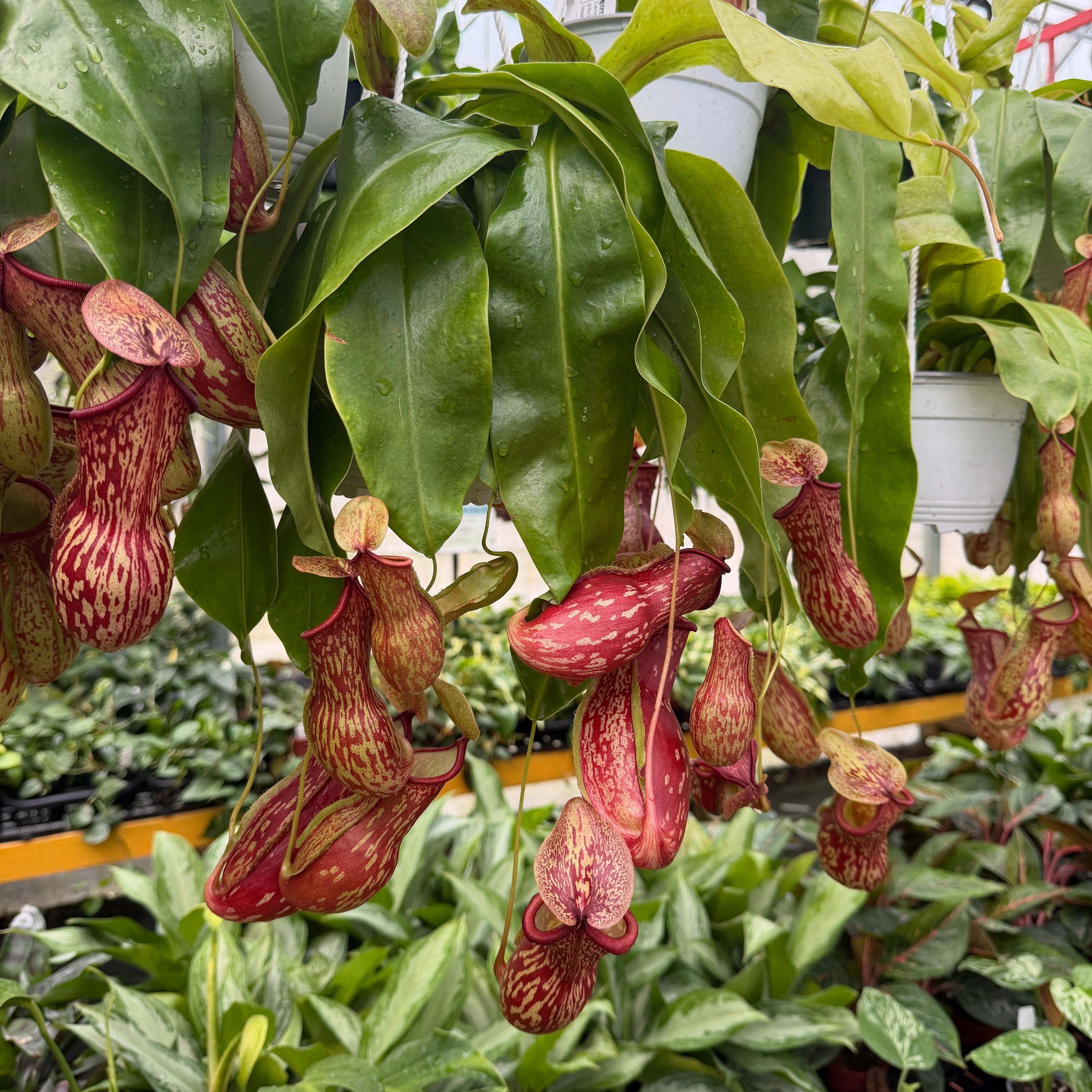 Nepenthes 'Gaya' Pitcher Plant