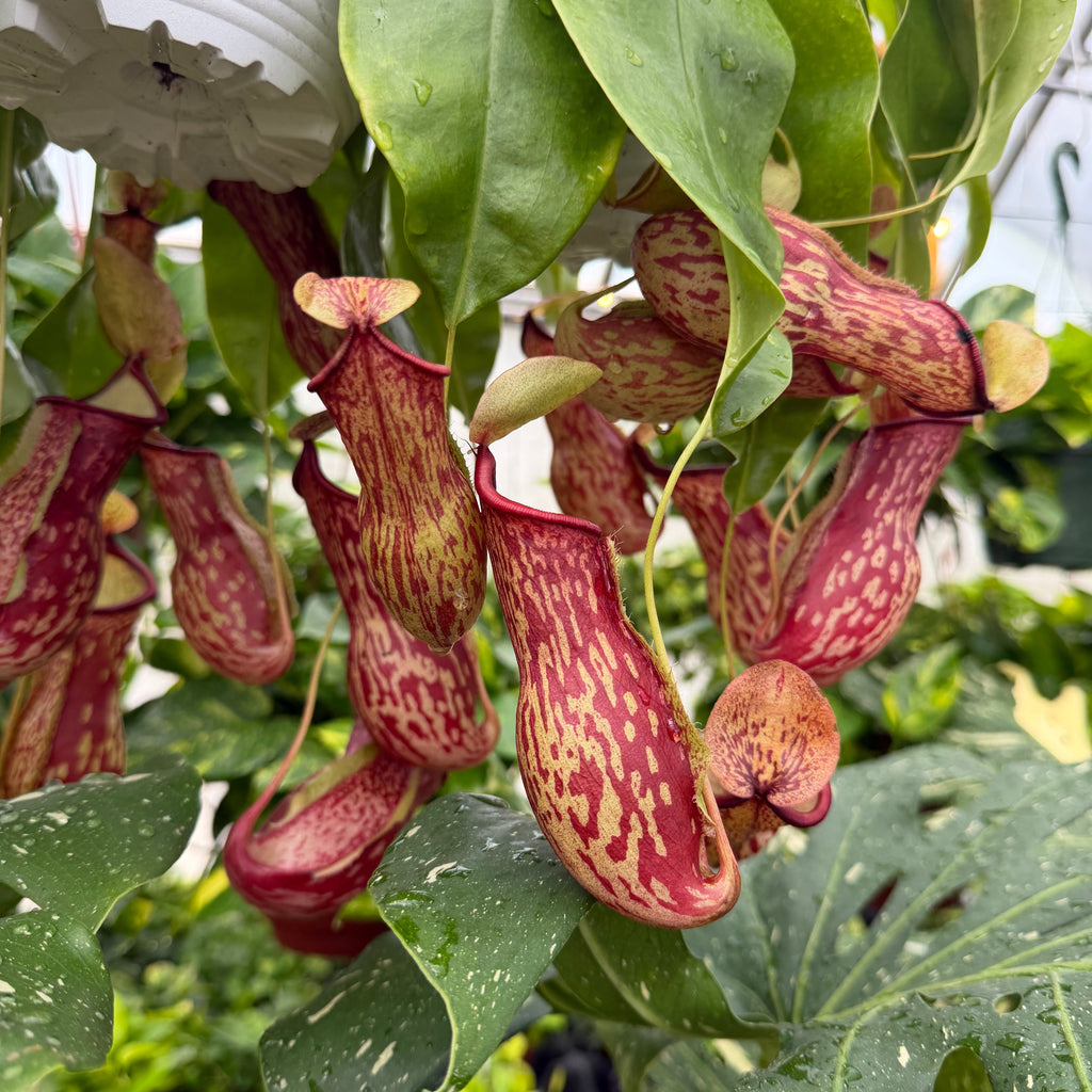 Nepenthes 'Gaya' Pitcher Plant