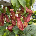 Nepenthes 'Gaya' Pitcher Plant