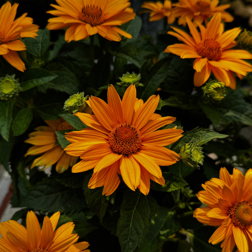Ohio Hardy Sunflower 'Sol d'Oro'