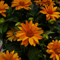 Ohio Hardy Sunflower 'Sol d'Oro'
