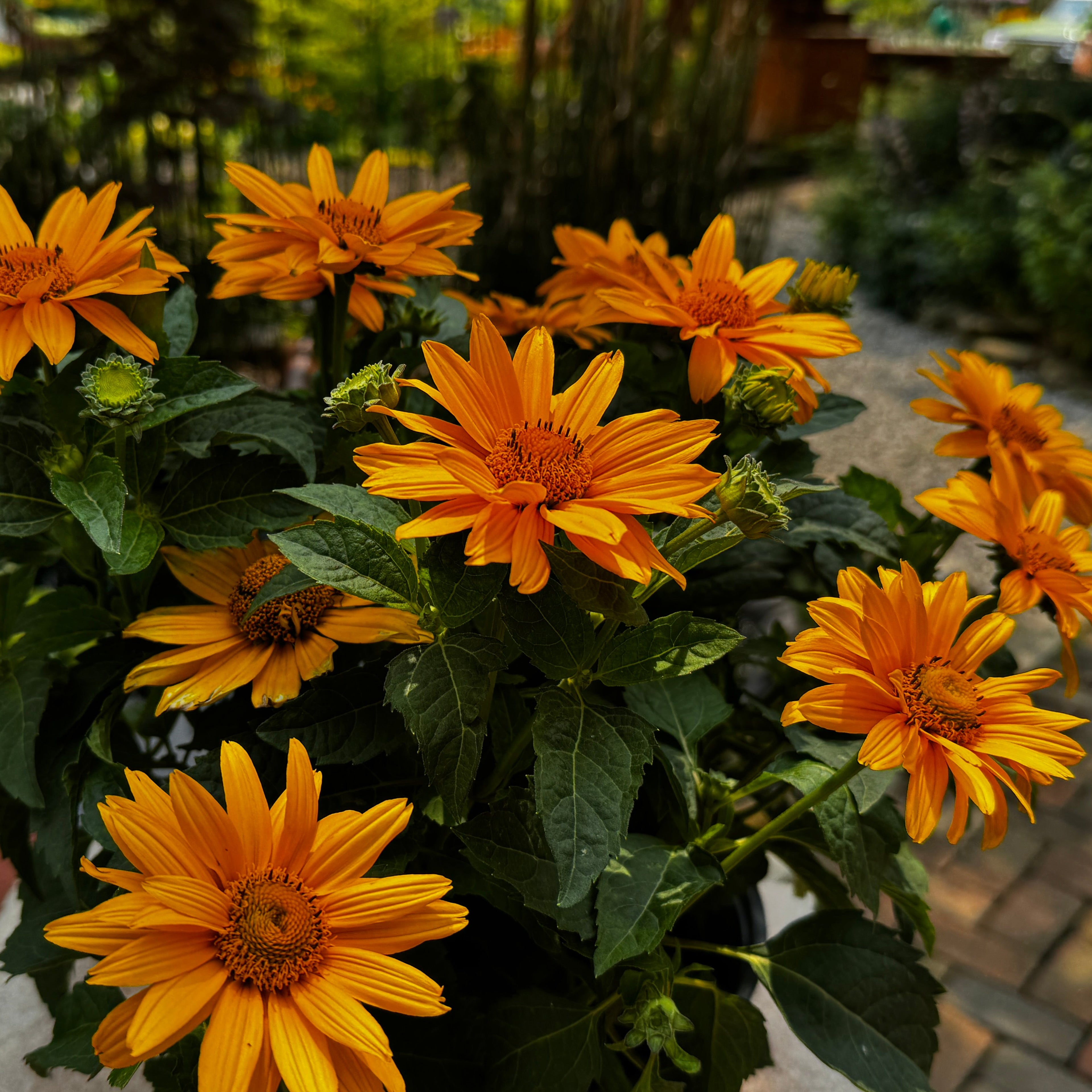 Ohio Hardy Sunflower 'Sol d'Oro'