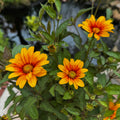 Ohio Hardy Sunflower 'Sunspot'