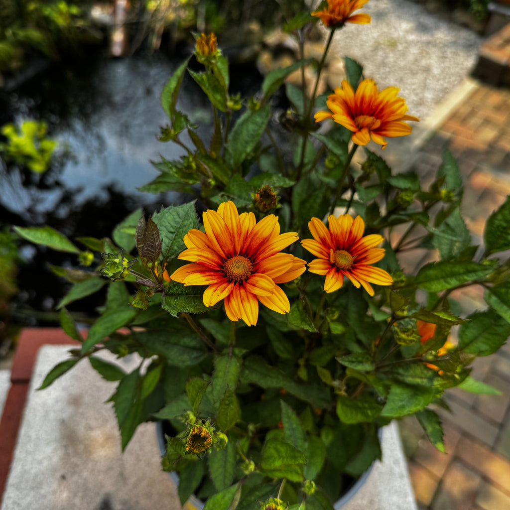 Ohio Hardy Sunflower 'Sunspot'