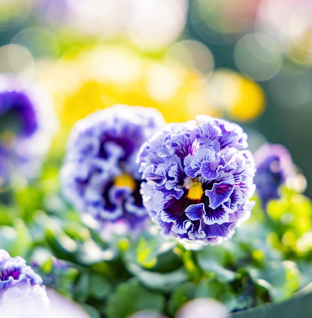 Japanese Pansies - Elegance Twilight Mix